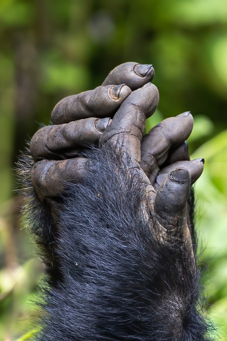 The hands of a Mountain Gorilla - print.jpg